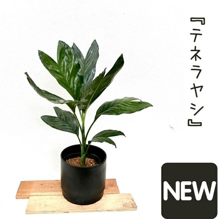 観葉植物現品販売