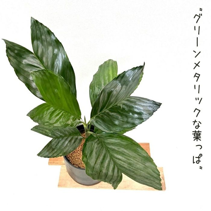 観葉植物現品販売