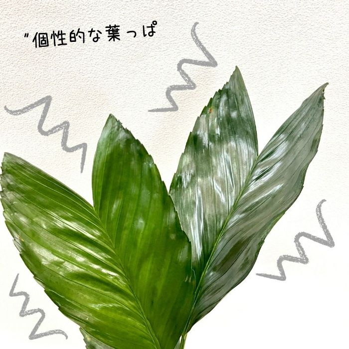 観葉植物現品販売