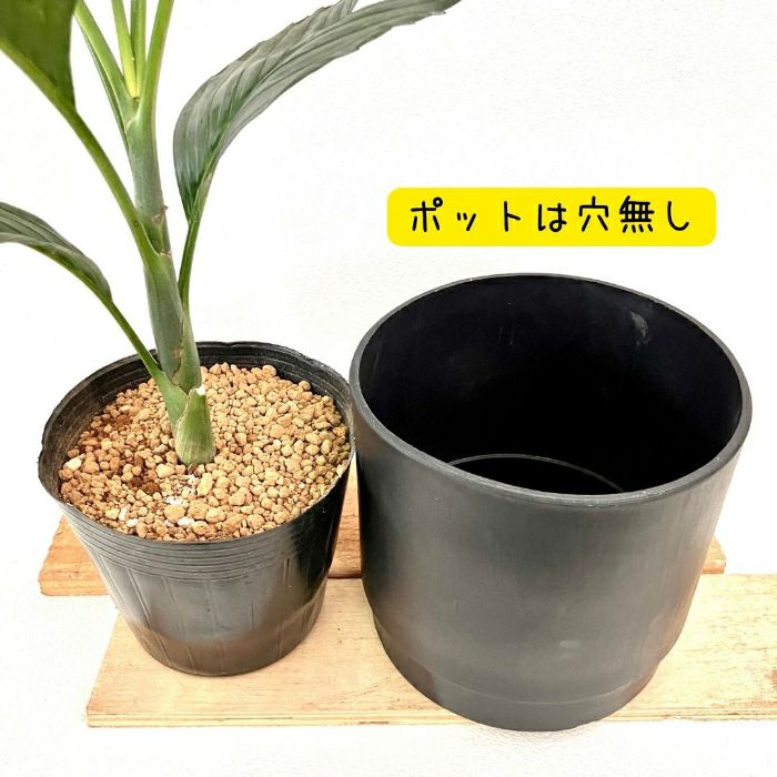 観葉植物現品販売