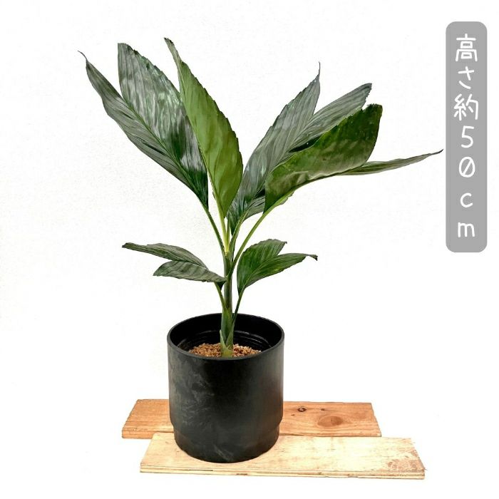 観葉植物現品販売