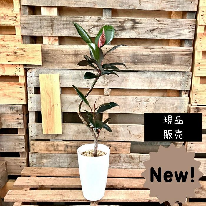 観葉植物現品販売