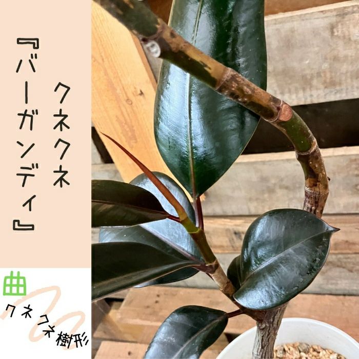 観葉植物現品販売