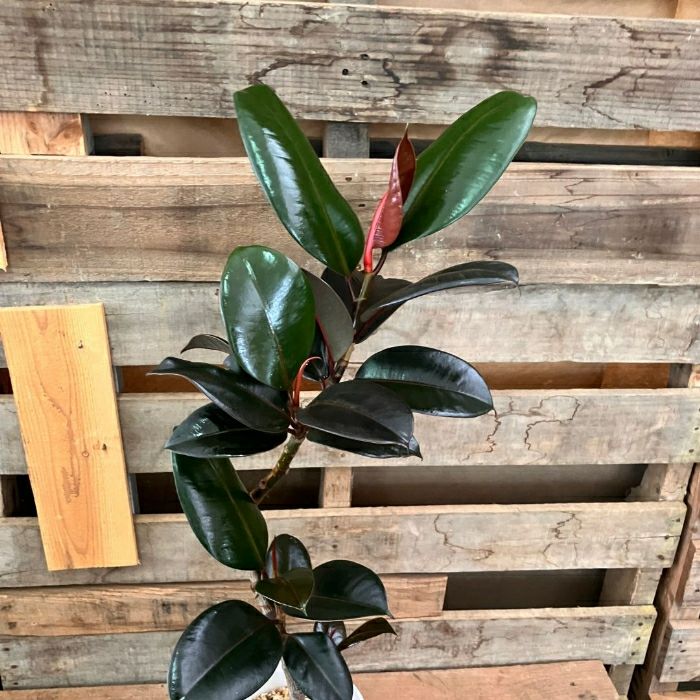 観葉植物現品販売