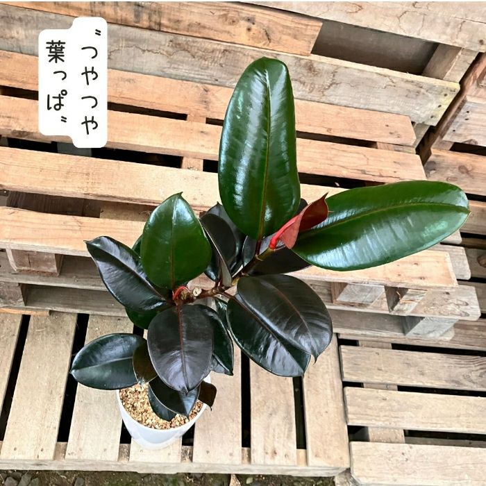 観葉植物現品販売