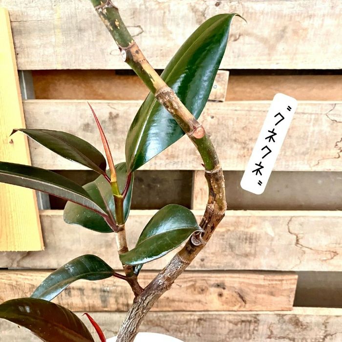 観葉植物現品販売