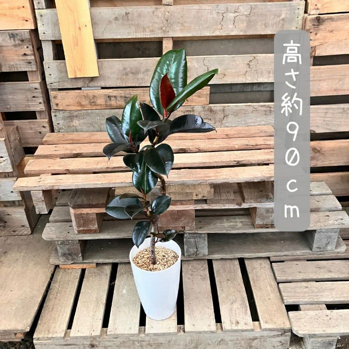 観葉植物現品販売