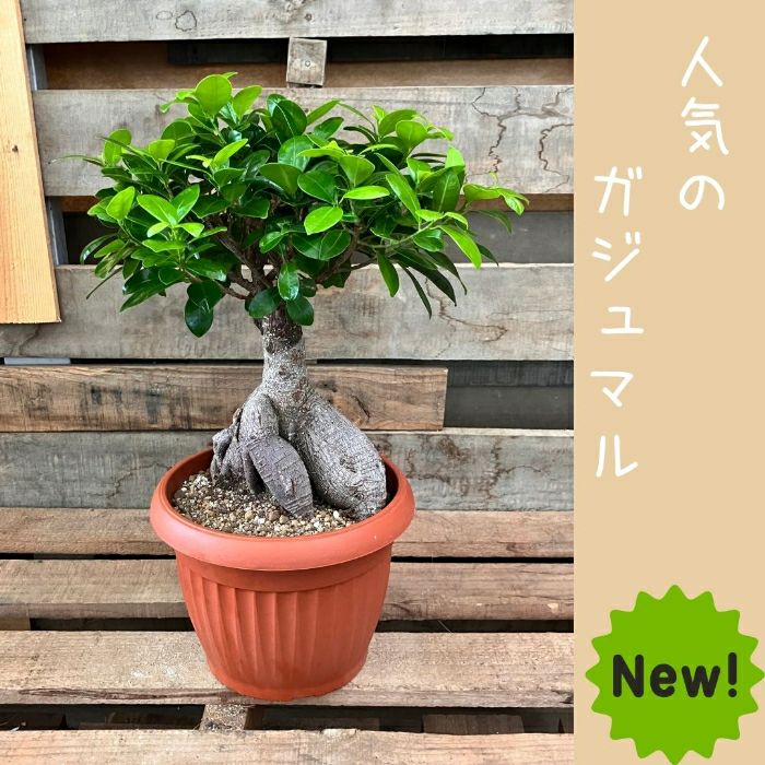 観葉植物現品販売