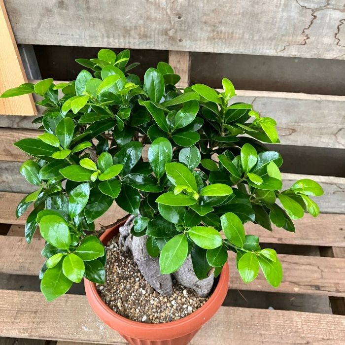 観葉植物現品販売