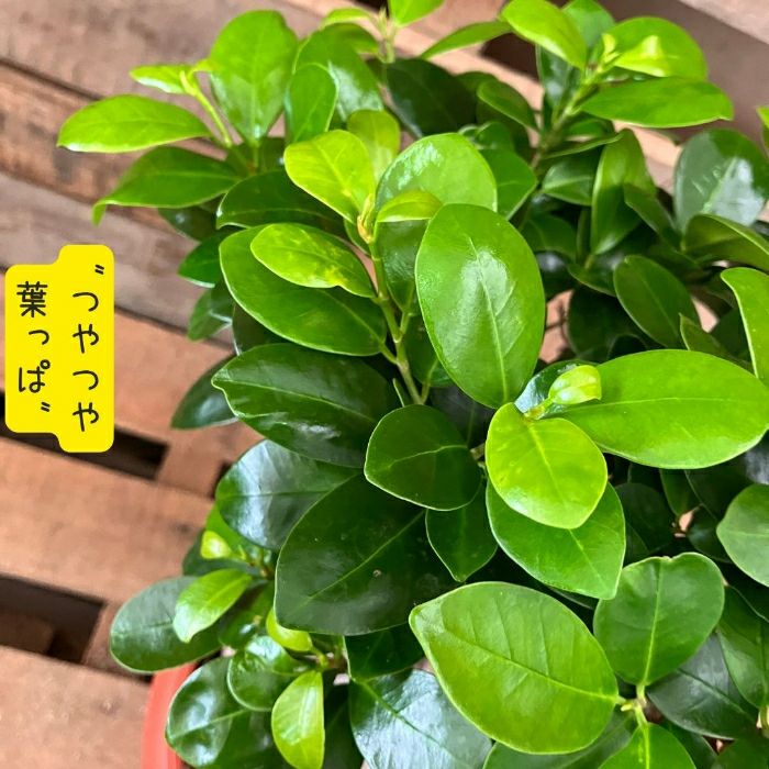 観葉植物現品販売