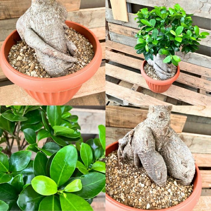 観葉植物現品販売