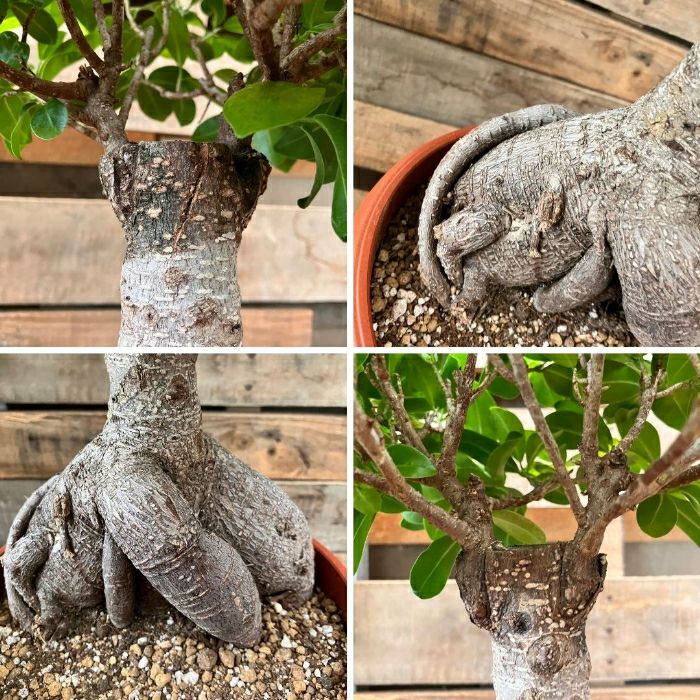 観葉植物現品販売