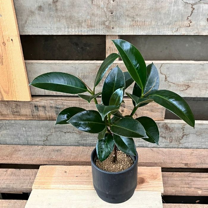 観葉植物現品販売