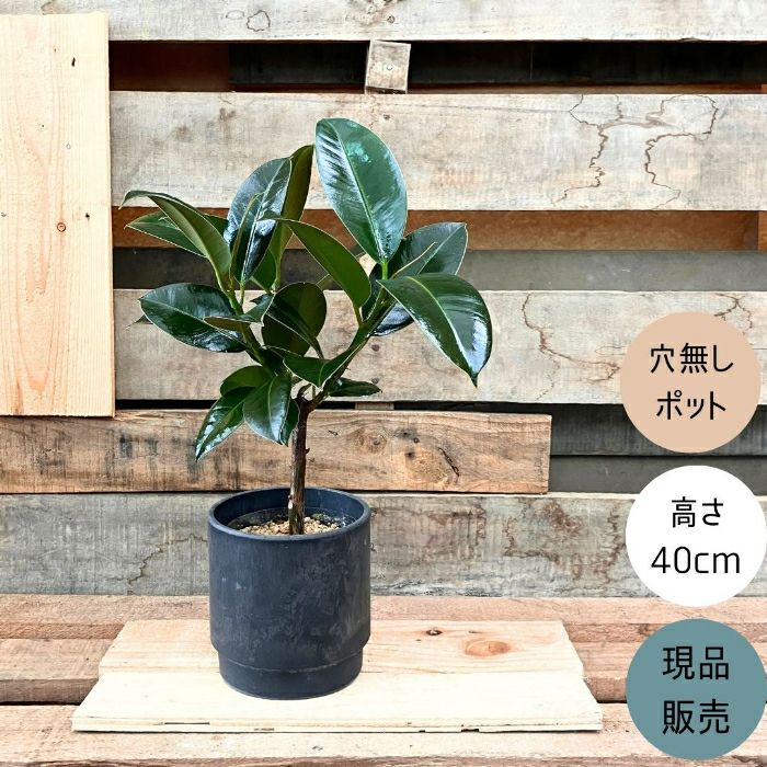 観葉植物現品販売