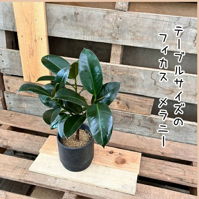 観葉植物現品販売