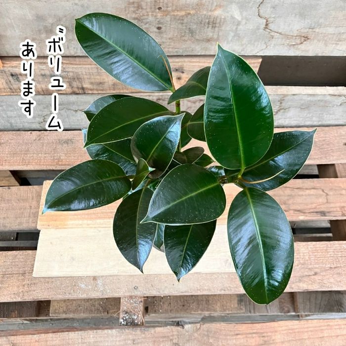 観葉植物現品販売