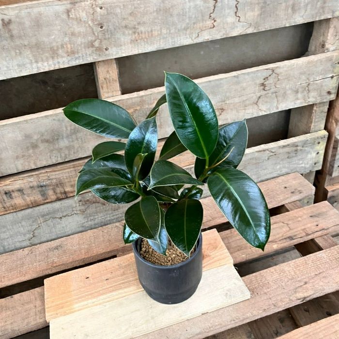 観葉植物現品販売