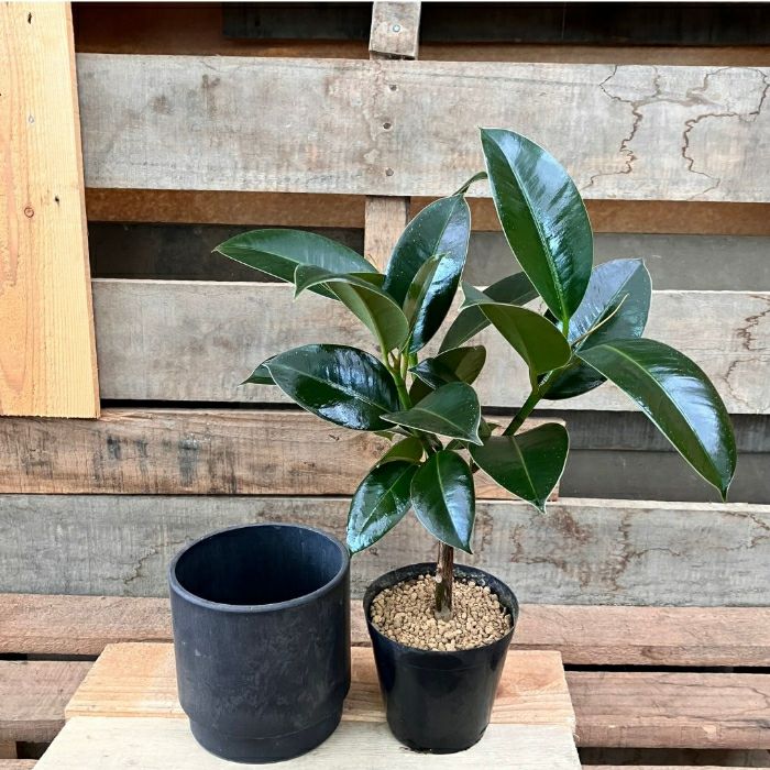 観葉植物現品販売