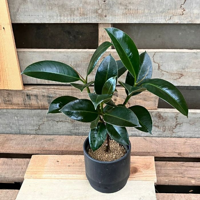 観葉植物現品販売