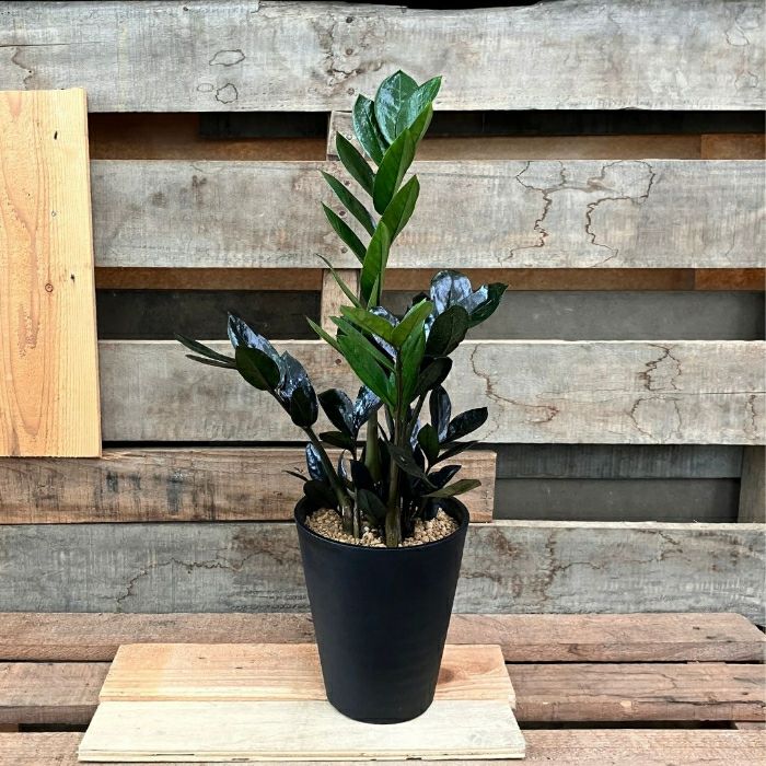 観葉植物現品販売