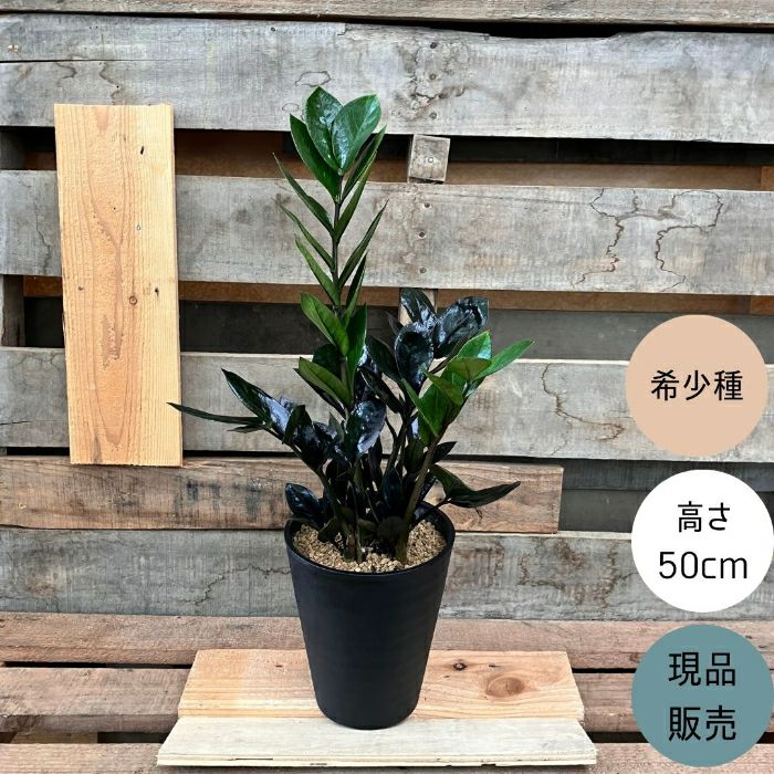 観葉植物現品販売