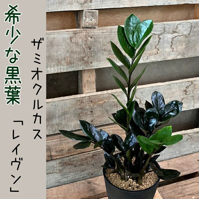 観葉植物現品販売
