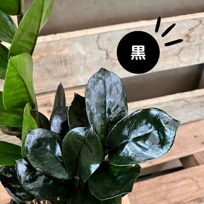 観葉植物現品販売