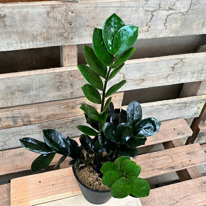 観葉植物現品販売