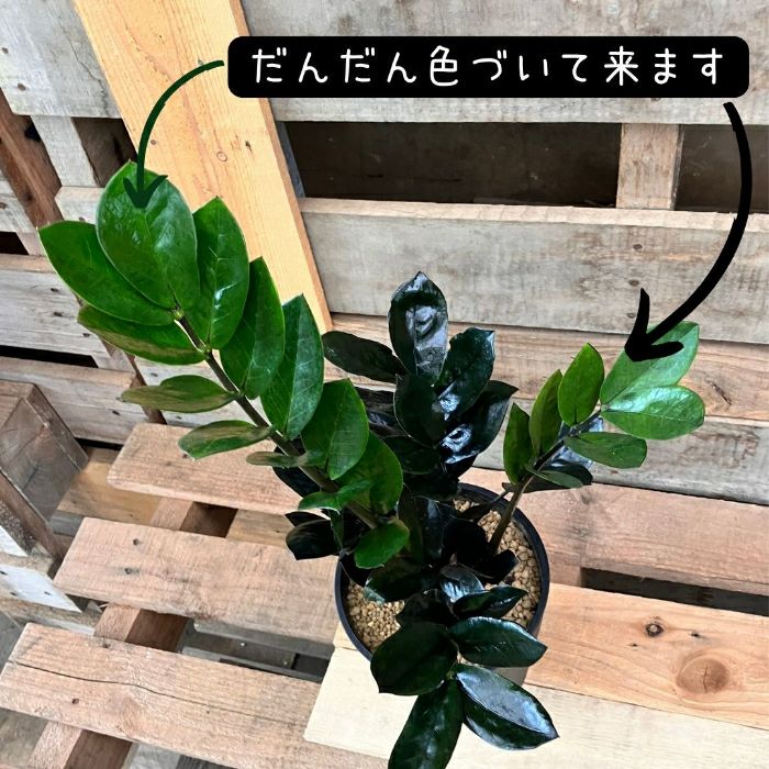 観葉植物現品販売