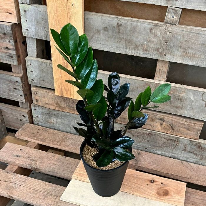 観葉植物現品販売