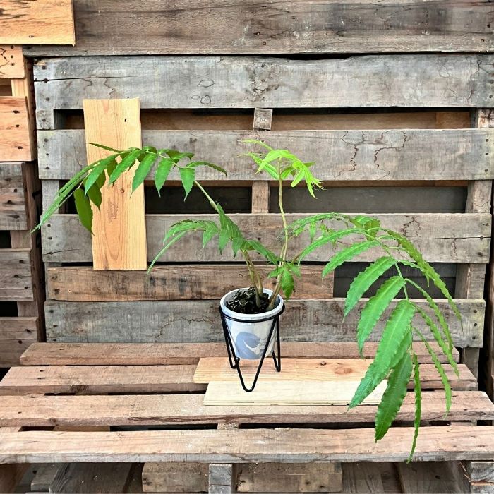 観葉植物現品販売