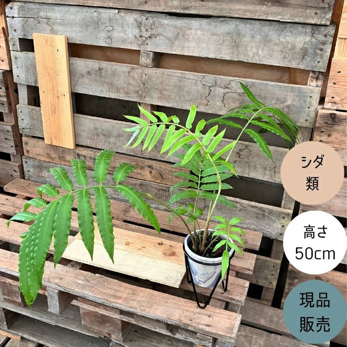 観葉植物現品販売