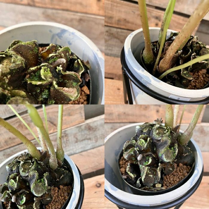 観葉植物現品販売