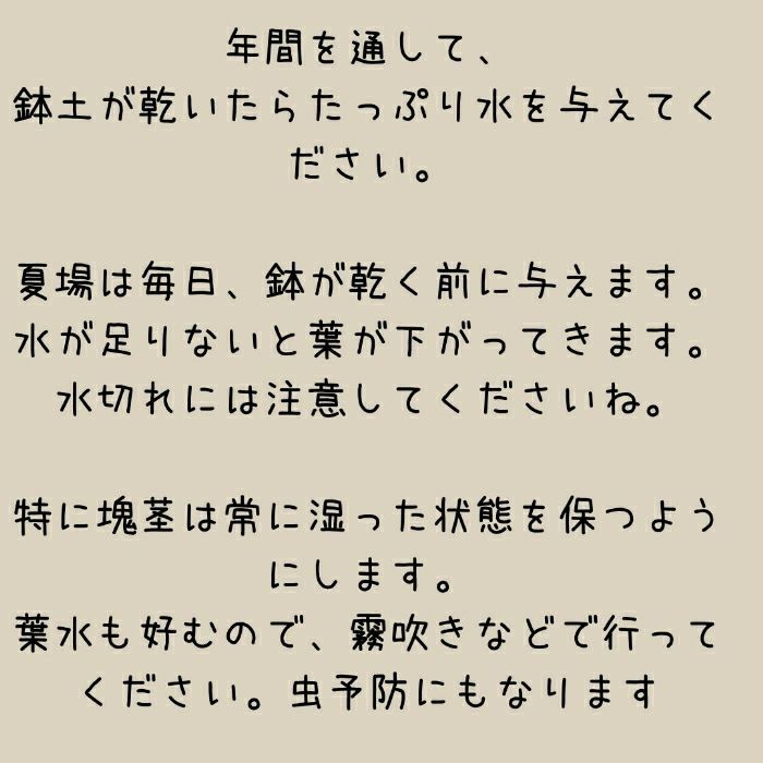 観葉植物現品販売