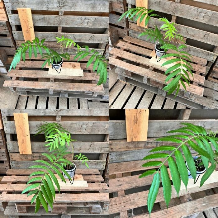 観葉植物現品販売