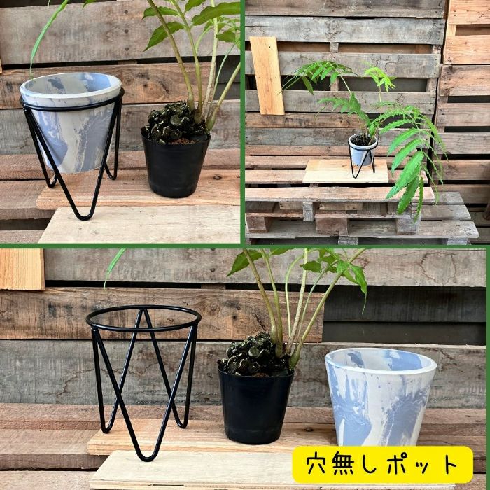 観葉植物現品販売