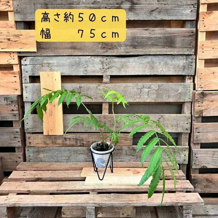 観葉植物現品販売