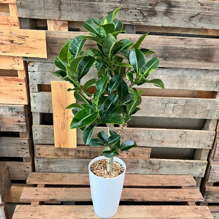 観葉植物現品販売