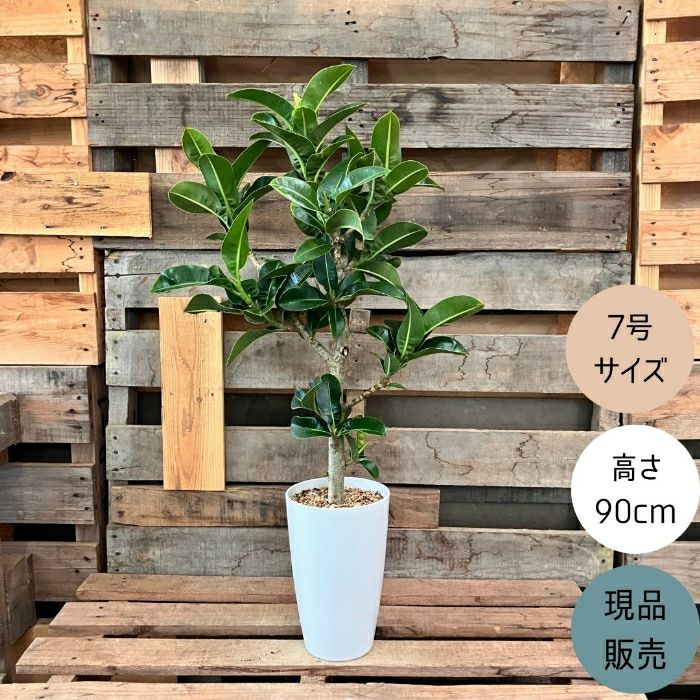 観葉植物現品販売