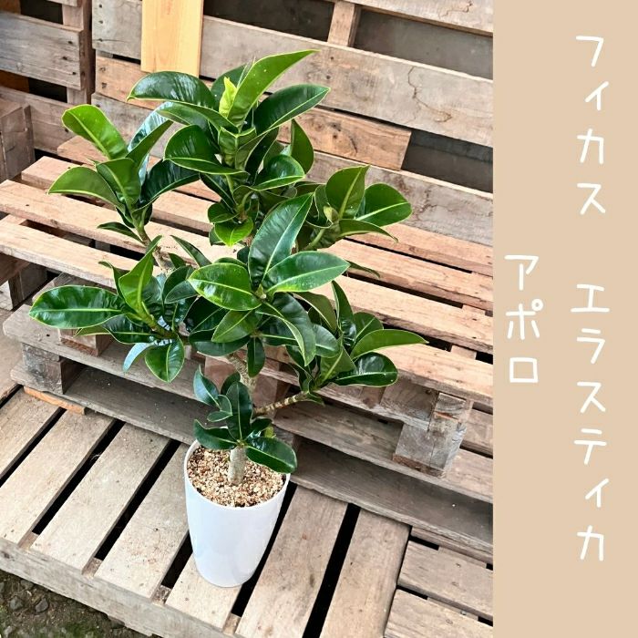 観葉植物現品販売
