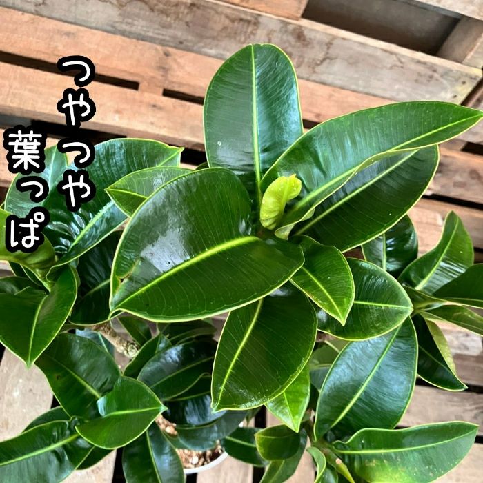観葉植物現品販売