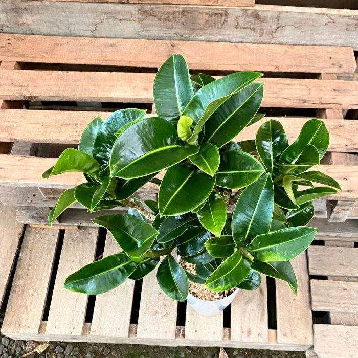 観葉植物現品販売