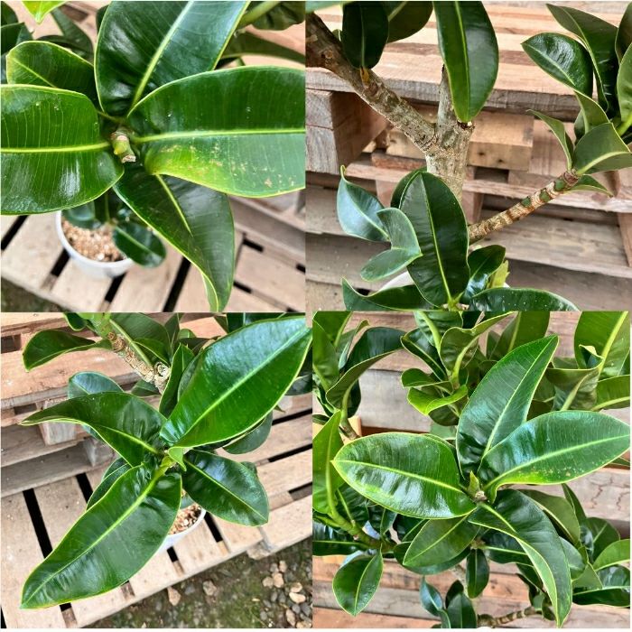 観葉植物現品販売