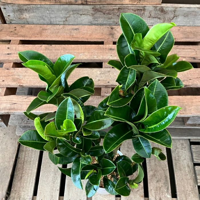 観葉植物現品販売