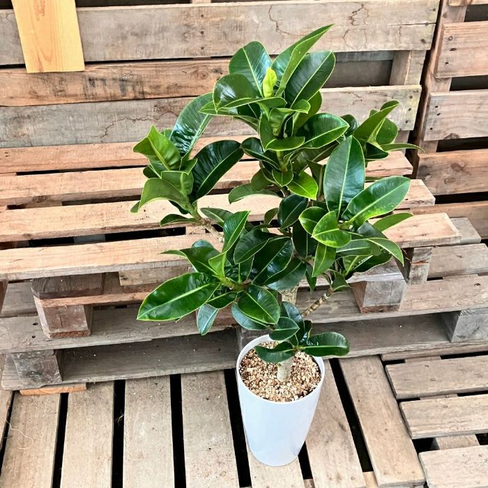 観葉植物現品販売