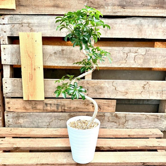 観葉植物現品販売