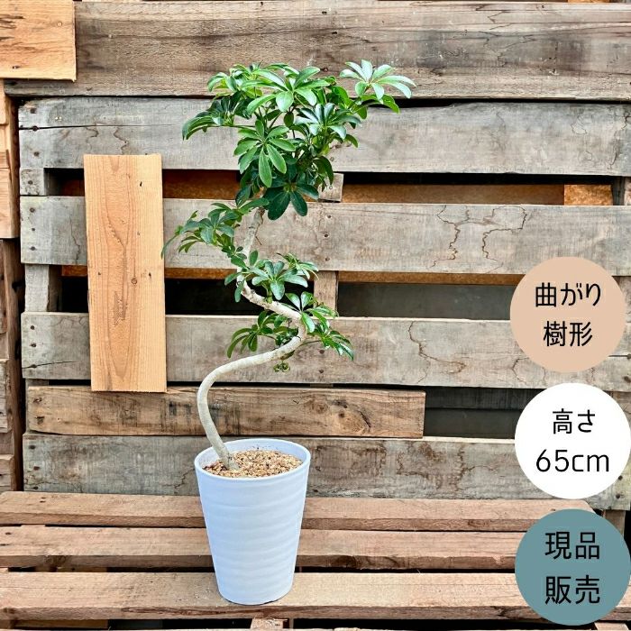 観葉植物現品販売