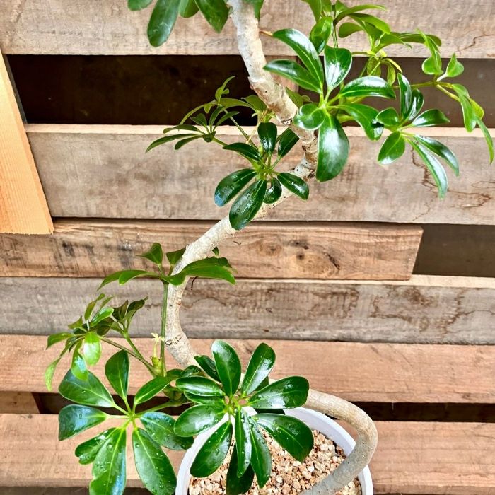 観葉植物現品販売