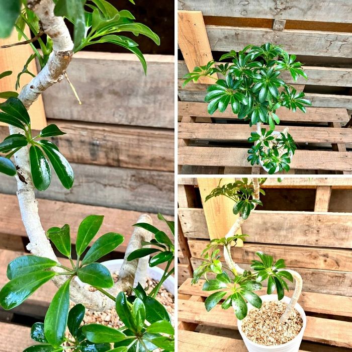 観葉植物現品販売