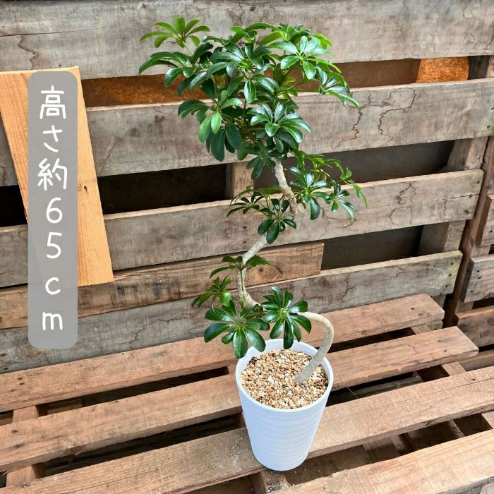 観葉植物現品販売